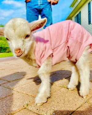 Louise Linton Instagram - Sunshine is a baby goat born with a severe cleft palate. 
This birth defect needs multiple surgeries by innovative surgeons to be repaired...the thing is- many hospitals that treat goats do not do these surgeries. Viva rescue has a surgeon and a program set up specifically for such extreme cases. 

Sunshine was all the way in New York and the Viva sanctuary is in CA so when they needed to find a way to transport her, I offered to help. I never knew the first time I would change a diaper would be for a goat! 

This morning sunshine got the first of many procedures as she got a tube placed surgically so the Viva team can feed her bypassing the cleft palate until she is strong enough for her series of reconstructive surgeries. 

Please remember that while baby goats are cute, buying them Before they are weaned from their mothers is WRONG. Visit respected rescue sanctuaries instead. 🐐💗🙌🏼☀️