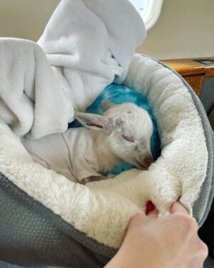 Louise Linton Instagram - Sunshine is a baby goat born with a severe cleft palate. 
This birth defect needs multiple surgeries by innovative surgeons to be repaired...the thing is- many hospitals that treat goats do not do these surgeries. Viva rescue has a surgeon and a program set up specifically for such extreme cases. 

Sunshine was all the way in New York and the Viva sanctuary is in CA so when they needed to find a way to transport her, I offered to help. I never knew the first time I would change a diaper would be for a goat! 

This morning sunshine got the first of many procedures as she got a tube placed surgically so the Viva team can feed her bypassing the cleft palate until she is strong enough for her series of reconstructive surgeries. 

Please remember that while baby goats are cute, buying them Before they are weaned from their mothers is WRONG. Visit respected rescue sanctuaries instead. 🐐💗🙌🏼☀️