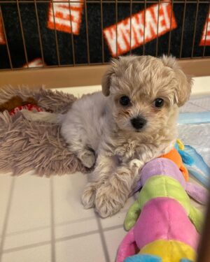 Lozareena Instagram - 新しい家族が増えました🐶🤍

去年亡くなっちゃったポン太(女の子)の太と、太陽、という意味で、「サン太」と名づけました(女の子)

どうやらとてもお転婆ちゃんのようです。
ようこそ、サン太
これからよろしくね〜☺️

#チワプー