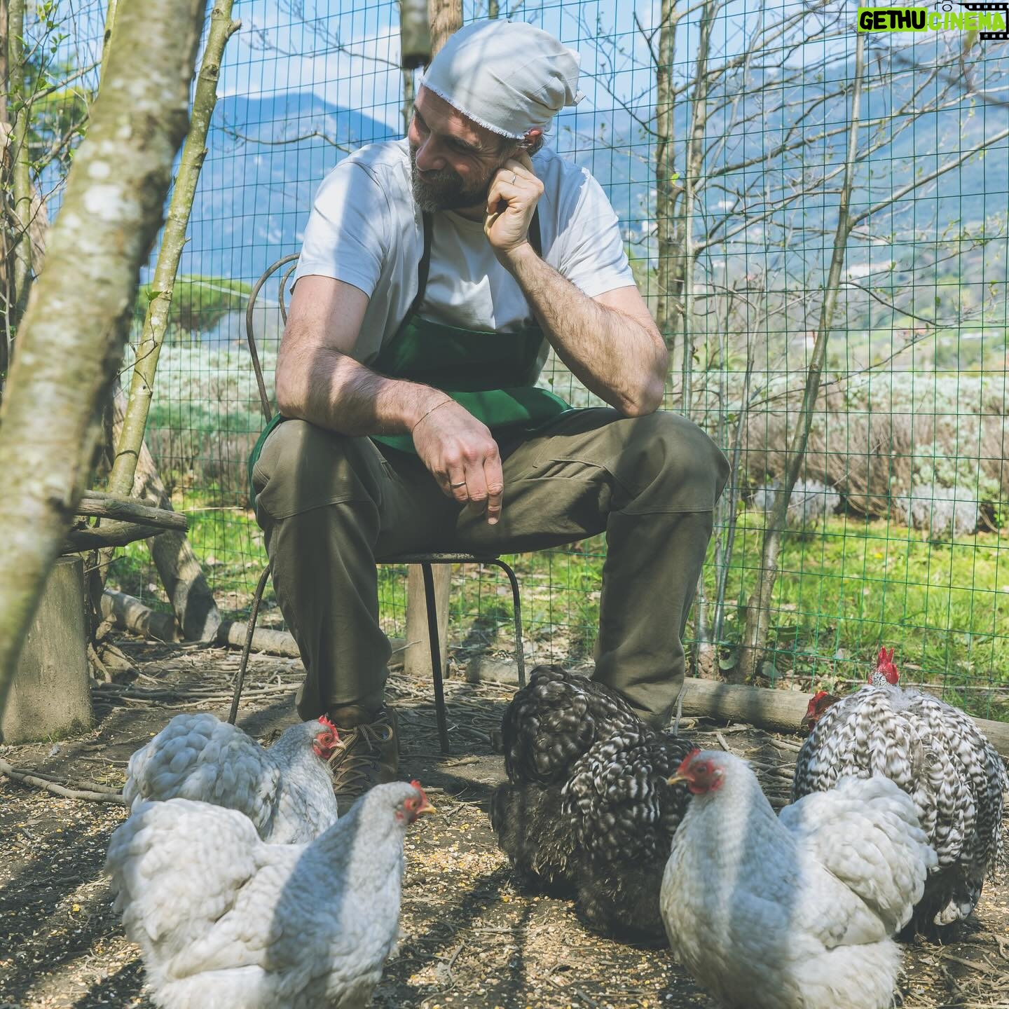 Luca Calvani - 1K Likes - Qui a Le Gusciane coccoliamo ogni creatura, piccola o grande cane, galletto o ape.
🐶🐓🐝
Cheeky, è uno dei nostri pulcini. Lo tenevamo nella nostra stanza quando era piccolo, e ora eccolo qui, un galletto amorevole che aiuta gli altri piccoli pulcini prendendosene cura. Siamo fieri di te e del tuo istinto che ti porta a proteggere i più piccoli, senza che nessuno te lo abbiamo insegnato, ma con la semplice volontà di farlo.
#tuscany #countrylife #farmhouse #chicken #holiday #travel #italy
Ph @intheblinkofamirror