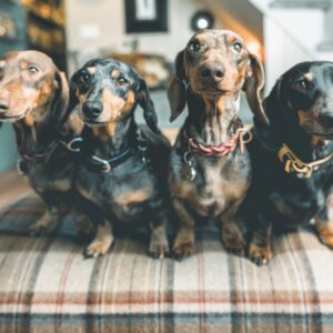 Luca Calvani Instagram - 🏡🐶 Oggi vorrei dedicare questo post a voi, cari Camillo, Gastone, Furio e Borlotto! 🐾 Siete il nostro comitato di benvenuto, sempre pronti a salutarci con le codine felici e i musetti curiosi. Una gioia quotidiana per noi e un tesoro per i nostri ospiti, che trascorrono serate intere a coccolarvi. Grazie, amici miei, perché la casa senza di voi non è la stessa. Non vedo l'ora di tornare e riabbracciarvi! ❤️ 

#goodmorning #dachshund #dachshundlove #dachshundsofinstagram #love #bassotto #animals #funny #funnydogs #dogs #happiness