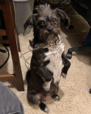 Lucas Grabeel Instagram - This incredible creature has changed my life. She's my very good friend, Penny Lane. #nationalrescuedogday