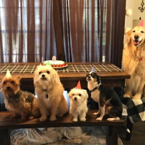 Lucas Till Instagram - My family’s golden on her birthday. Happy 9th Josie! Those good boys and girls don’t seem to be practicing social distancing. I’ll send a strongly worded letter.