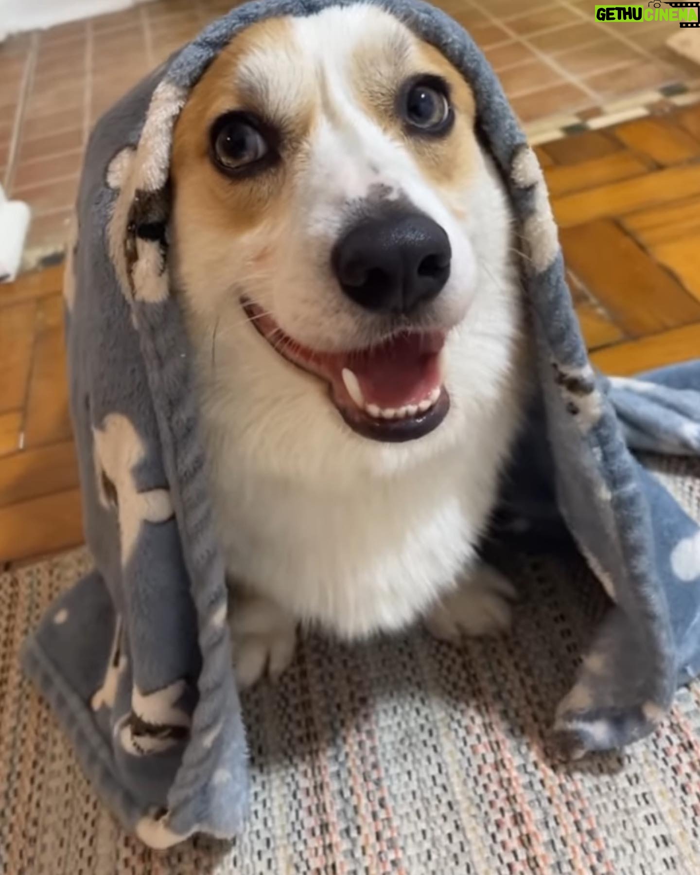 Luccas Papp - 3 Likes - Aniversário de 2 anos do meu bebê! Parabéns, @serginho_dog ❤️ Papai te ama para sempre. Você é o cachorro mais lindo do mundo e não é difícil provar ✨