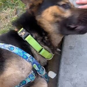 Lukas Gage Instagram - my new son Boris/Bo , i thought  i would foster but foster failed and fell in love! thank you  @bfas_la and @bestfriends_enespanol for saving him from being put down. adopt dont shop and help foster if you can