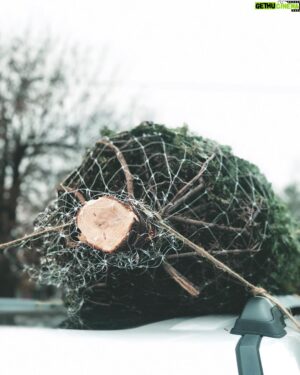 Luke Smallbone Instagram - Doing Black Friday right by skipping the stores and buying a Christmas tree!  Merry Christmas!!! 🎄 (We can say that now right?!) -L 📸 @courtneysmallbone_