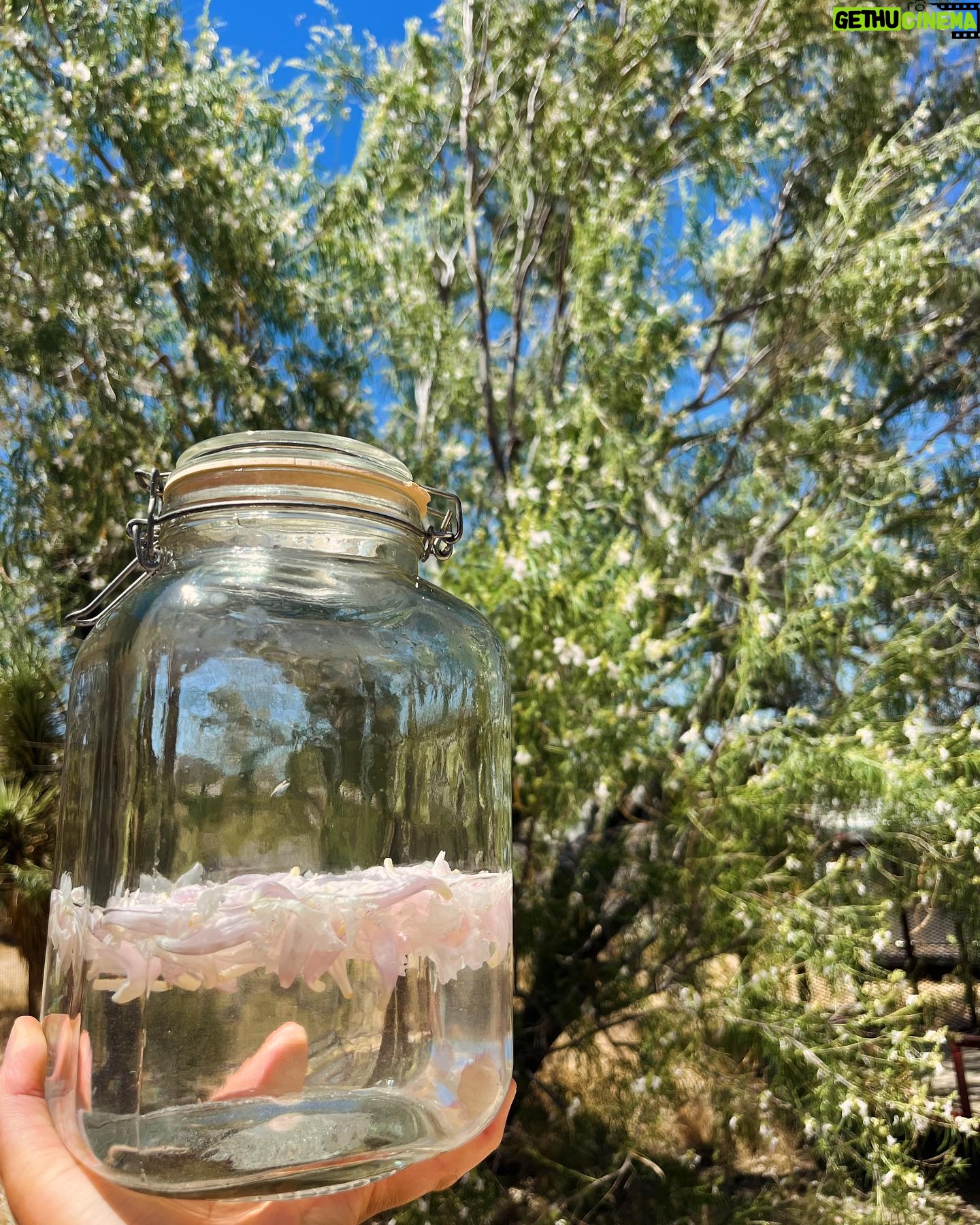 Lyndie Greenwood - 3 Likes - Thank you for the birthday love and wishes!!
I spent the day doing silly things that make me happy. Don’t underestimate the power of silliness!! It is medicine.
1) wrote a song
2) made sun tea from Desert Willow flowers
3) did some painting
4) ate some delicious food
5) ate more delicious food w my pal @aelaineo
6) I don’t know how to paint, but 41 year old me doesn’t care a lick
7) danced in my birthday suit
Love y’all. Xox
#birthday #junebaby #gemini #birthdaysuit