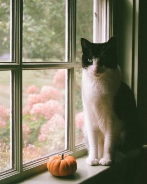 Madeline Weinstein Instagram - Happy fall! And I guess #vote ?? Will this cat pic make you vote?? 🤷🏻‍♀️ but yeah... um vote please!!! Drive your friends to vote!! If you’re voting by mail make sure your signature matches your official signature, and your envelope is signed/witnessed where it needs to be! 😻