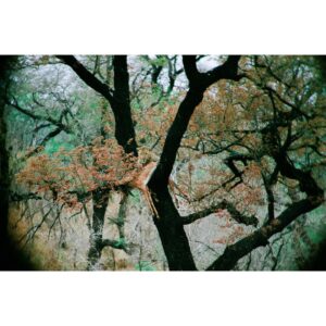 Madelyn Deutch Instagram - one of this year's undisputed highs was spending time at @andbeyondtravel @andbeyondtengile and celebrating my dad's birthday in south africa. thank you to all the animals (and humans) that shared their jeeps, rivers, and homes with us. this world is a wonder.  #35mm #120