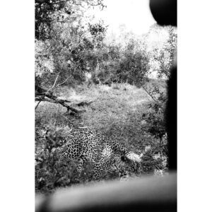 Madelyn Deutch Instagram - one of this year's undisputed highs was spending time at @andbeyondtravel @andbeyondtengile and celebrating my dad's birthday in south africa. thank you to all the animals (and humans) that shared their jeeps, rivers, and homes with us. this world is a wonder.  #35mm #120
