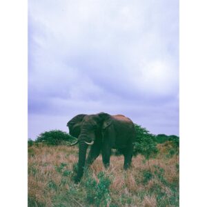 Madelyn Deutch Instagram - one of this year's undisputed highs was spending time at @andbeyondtravel @andbeyondtengile and celebrating my dad's birthday in south africa. thank you to all the animals (and humans) that shared their jeeps, rivers, and homes with us. this world is a wonder.  #35mm #120