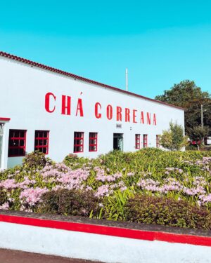 Mafalda Aragão Instagram - Caminhos incertos 
#açores #sãomiguel #chagorreana #gorreanatea #tea 

Pessoalmente não sou apreciadora de chá mas foi bonito