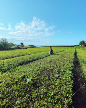 Mafalda Aragão Instagram - Caminhos incertos 
#açores #sãomiguel #chagorreana #gorreanatea #tea 

Pessoalmente não sou apreciadora de chá mas foi bonito