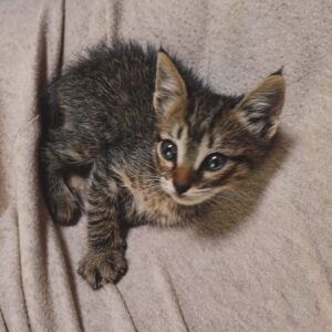 Mafalda Matos Instagram - Sempre desejei ter um animal que viesse até mim de forma natural... a conduzir vi um gatinho... estava abandonado à beira da estrada sem mãe ou irmãos por perto... parei, fui ter com ele e veio atrás de mim... Foi muito óbvio e fluído. Levei-o comigo. Não quis comida para gato, nem leite para gato... come o que eu como... carne. Simples. Tudo faz muito sentido e é lindo. Que companheiro 🤍 Somos uns sortudos!
.
.
.
#kalua #cat #catslover #rescuecat #gato #welcomehome