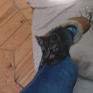 Mafalda Matos Instagram - Sempre desejei ter um animal que viesse até mim de forma natural... a conduzir vi um gatinho... estava abandonado à beira da estrada sem mãe ou irmãos por perto... parei, fui ter com ele e veio atrás de mim... Foi muito óbvio e fluído. Levei-o comigo. Não quis comida para gato, nem leite para gato... come o que eu como... carne. Simples. Tudo faz muito sentido e é lindo. Que companheiro 🤍 Somos uns sortudos!
.
.
.
#kalua #cat #catslover #rescuecat #gato #welcomehome