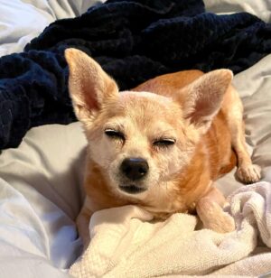 Magda Apanowicz Instagram - My beautiful #rescuedog Jackson died this weekend. #rip The pain is unbearable at times (usually in the morning’s). The repetitive thought sucker punches me every time like a rock to the face… a cold echo “I will never see my best friend ever again. That face. That love. That play. He’s gone. He’s just gone from this planet. Forever.”.
*
There was a rise in #petadoptions during the pandemic. I happily announce, I succumbed to being a part of that static. Most importantly I KNEW I wanted to bring home one of dem senior pups. The forgotten ones. 
*
Even though I knew going in, from the start Jackson suffered from A LOT of health issues. The fantastic people @laps_bc shelter saw how special he was. He had been at the shelter for two months at that point. Not exactly sure of his age (roughly 12) or how much time he had left. They warned me it might only be a couple months. I wanted to give this jelly roll the best retirement years or months of his life. I truly wasn’t prepared to feel the intensity of the bond Jackson and I created in this last year and a half. Words can’t explain it.
*
Dogs are majestic creatures. I took home my pumpkin. I was so scared, it was my first dog and here’s this little innocent critter’s life in my hands! Looking at me filled with trust and fragility. From week one he high-jacked my synapses with oxytocin when those big glassy saucer eyes of his locked eyes with mine.
*
I know Jackson knew I loved him so much but his death brought me guilt. Like, did I do enough? Did I smother him with enough kisses! Did I lock eyes with him enough? Could I of gotten home from work sooner, could I of stopped cleaning more often and joined him for cuddles. Our cuddle sessions were epic!
*
Any advice on how to maneuver through the surreal pain of grief? What made the pain ease? How did you distract yourself, barging to be spared one more splitting headache from all the crying?
*
If you’ve read down this far… wow I’m impressed. In all earnest, if you have read this incredibly long post of my emotional vomit, I thank you. I thank you for taking time out of your day to hear me. *
*NO REGRETS #love 🐕♥️