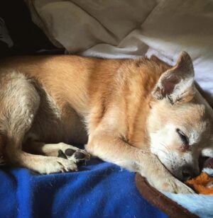 Magda Apanowicz Instagram - My beautiful #rescuedog Jackson died this weekend. #rip The pain is unbearable at times (usually in the morning’s). The repetitive thought sucker punches me every time like a rock to the face… a cold echo “I will never see my best friend ever again. That face. That love. That play. He’s gone. He’s just gone from this planet. Forever.”.
*
There was a rise in #petadoptions during the pandemic. I happily announce, I succumbed to being a part of that static. Most importantly I KNEW I wanted to bring home one of dem senior pups. The forgotten ones. 
*
Even though I knew going in, from the start Jackson suffered from A LOT of health issues. The fantastic people @laps_bc shelter saw how special he was. He had been at the shelter for two months at that point. Not exactly sure of his age (roughly 12) or how much time he had left. They warned me it might only be a couple months. I wanted to give this jelly roll the best retirement years or months of his life. I truly wasn’t prepared to feel the intensity of the bond Jackson and I created in this last year and a half. Words can’t explain it.
*
Dogs are majestic creatures. I took home my pumpkin. I was so scared, it was my first dog and here’s this little innocent critter’s life in my hands! Looking at me filled with trust and fragility. From week one he high-jacked my synapses with oxytocin when those big glassy saucer eyes of his locked eyes with mine.
*
I know Jackson knew I loved him so much but his death brought me guilt. Like, did I do enough? Did I smother him with enough kisses! Did I lock eyes with him enough? Could I of gotten home from work sooner, could I of stopped cleaning more often and joined him for cuddles. Our cuddle sessions were epic!
*
Any advice on how to maneuver through the surreal pain of grief? What made the pain ease? How did you distract yourself, barging to be spared one more splitting headache from all the crying?
*
If you’ve read down this far… wow I’m impressed. In all earnest, if you have read this incredibly long post of my emotional vomit, I thank you. I thank you for taking time out of your day to hear me. *
*NO REGRETS #love 🐕♥️