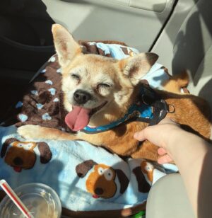 Magda Apanowicz Instagram - My beautiful #rescuedog Jackson died this weekend. #rip The pain is unbearable at times (usually in the morning’s). The repetitive thought sucker punches me every time like a rock to the face… a cold echo “I will never see my best friend ever again. That face. That love. That play. He’s gone. He’s just gone from this planet. Forever.”.
*
There was a rise in #petadoptions during the pandemic. I happily announce, I succumbed to being a part of that static. Most importantly I KNEW I wanted to bring home one of dem senior pups. The forgotten ones. 
*
Even though I knew going in, from the start Jackson suffered from A LOT of health issues. The fantastic people @laps_bc shelter saw how special he was. He had been at the shelter for two months at that point. Not exactly sure of his age (roughly 12) or how much time he had left. They warned me it might only be a couple months. I wanted to give this jelly roll the best retirement years or months of his life. I truly wasn’t prepared to feel the intensity of the bond Jackson and I created in this last year and a half. Words can’t explain it.
*
Dogs are majestic creatures. I took home my pumpkin. I was so scared, it was my first dog and here’s this little innocent critter’s life in my hands! Looking at me filled with trust and fragility. From week one he high-jacked my synapses with oxytocin when those big glassy saucer eyes of his locked eyes with mine.
*
I know Jackson knew I loved him so much but his death brought me guilt. Like, did I do enough? Did I smother him with enough kisses! Did I lock eyes with him enough? Could I of gotten home from work sooner, could I of stopped cleaning more often and joined him for cuddles. Our cuddle sessions were epic!
*
Any advice on how to maneuver through the surreal pain of grief? What made the pain ease? How did you distract yourself, barging to be spared one more splitting headache from all the crying?
*
If you’ve read down this far… wow I’m impressed. In all earnest, if you have read this incredibly long post of my emotional vomit, I thank you. I thank you for taking time out of your day to hear me. *
*NO REGRETS #love 🐕♥️