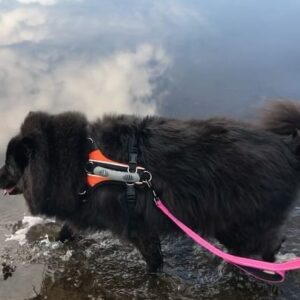 Mageina Tovah Instagram - ☁️🐺☁️
.
.
.
#dog #dogsofinstagram #clouds #sky #nature #water #walk #hike #puppy