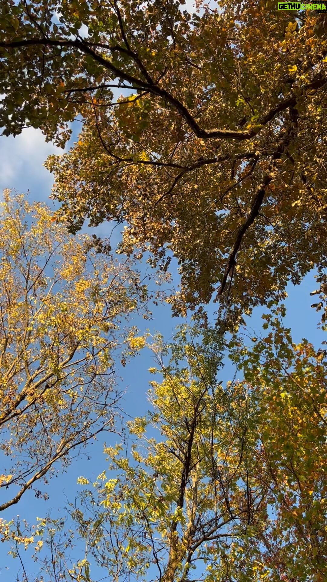 Mageina Tovah - 301 Likes - š¬š
.
.
.
#tree #nature #wind #leaves