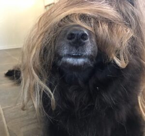 Mageina Tovah Instagram - #tbt
.
.
.
#dog #dogsofinstagram #hair #cousinit