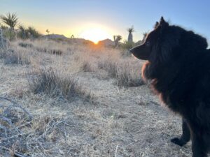 Mageina Tovah Instagram - Desert dog 🌵 
.
.
.
#dog #dogsofinstagram #desert #sunset #mountains