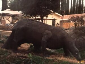 Mageina Tovah Instagram - The dinosaur behind the trailer park
#tbt ➡️
.
.
.
#dinosaur