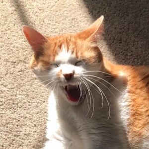 Mageina Tovah Instagram - Still a hit with the cat crowd #catstandup 
.
.
.
#cat #standup #catsofinstagram #jokes