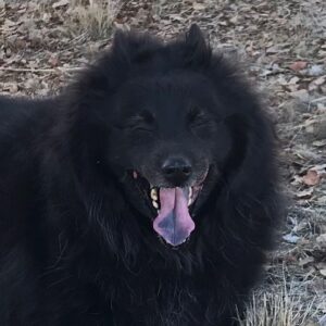 Mageina Tovah Instagram - My dog standup is going great
.
.
.
#dog #standup #dogsofinstagram