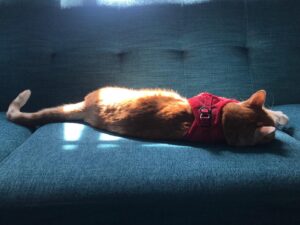 Mageina Tovah Instagram - Perfection basically 
.
.
.
#cat #catsofinstagram #teal #red #ginger #light
