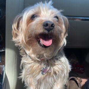 Maggie Elizabeth Jones Instagram - Daisy Bell, Thank you for always being there to bring our family Joy and laughter. Thank you for all the cuddles and walks around the block.  We love you so much and miss you! Rest In Peace Sweet Girl❤️🕊
