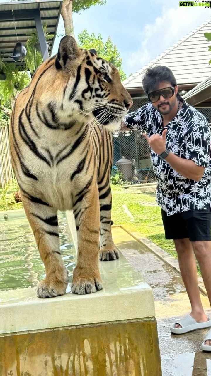 Mahesh Subramaniam - 4.9K Likes - Roar with confidence, pounce on opportunities.
📸 @latharaju17
#bangkok #thailand #safari #animallovers #animalsafari #tiger #wildlife #love