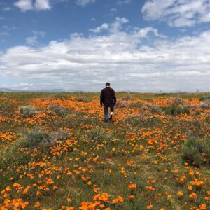 Maitlyn Pezzo Instagram - “Poppies, poppies” ~ The Wicked Witch of the West 🌼