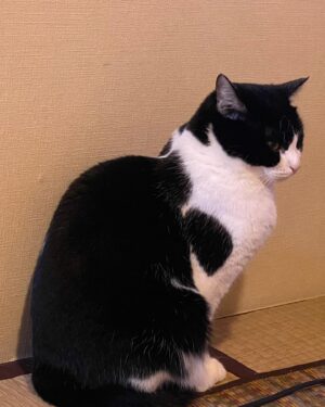 Makiko Watanabe Instagram - 2023→2024
今年は仕事の都合で東京に居残りし、愛猫に溺愛されながら過ごしています。

あっという間に過ぎて行くであろうこの時間をどう過ごしましょうか、と考えているうちに時は過ぎて行くのでしょう。

残り時間を考えるようなことが増えましたが、後どれぐらいかと考えるより、まだまだ、まだまだ、これからと考えるようにいきたいなと思います。

多くの別れがあった昨年ですが、
出会えた喜びを心に留めて、いままでのように足を前に進めます。

愛猫🐈‍⬛は私を独り占めすることに慣れた様子でベタベタです。

あたりまえの幸せを願う気持ちが、世の中を動かすと、私は信じています。

戦争が止みますようにと、たくさんの方々に願って欲しいです。

爆弾のニュースが流れなくなる、その日が来ますように。

2024 元旦