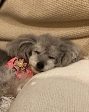 Mami Kumagai Instagram - そして翌日も。

寝落ち

寝落ち続き。
ももたんの寝顔の可愛いこと。
私の寝顔。ぷっ。
#熊谷真実
#寝落ちが気持ち良い 
#写真撮られてる
#