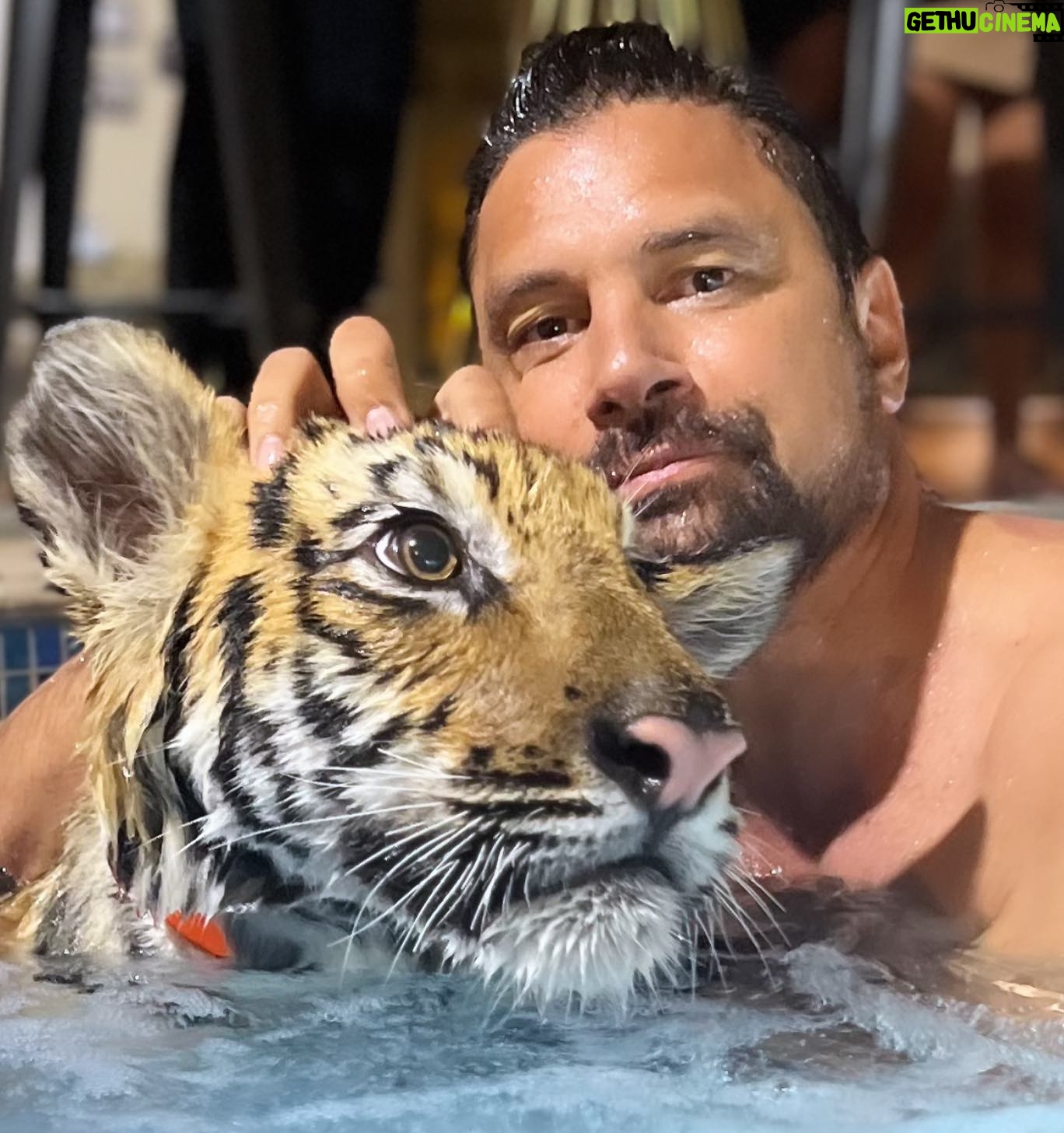 Manu Bennett - 8.6K Likes - Tiger Bath! Thanks @realsultankhoory #thedubaifarm is an amazing place!!!