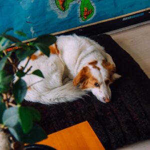 Manuel Broekman Instagram - Verdrietig nieuws moeten we soms ook met andere delen. Want dat is het leven. En onze lieve Wisky is helaas niet meer met ons. We ruilden een pakje peuken met een alcoholist in Turkije voor jouw mooie wollige verschijning. Niet veel later paradeerde je door de straten van Amsterdam. Altijd goed gemutst en zoals een mooie Wisky werd je leuker met de jaren. Altijd op avontuur. Zo blij dat we je zo lang bij ons hebben gehad, zalig beest. Veel plezier in de hondenhemel.
.
.
.
#adoptdontshop #straydog