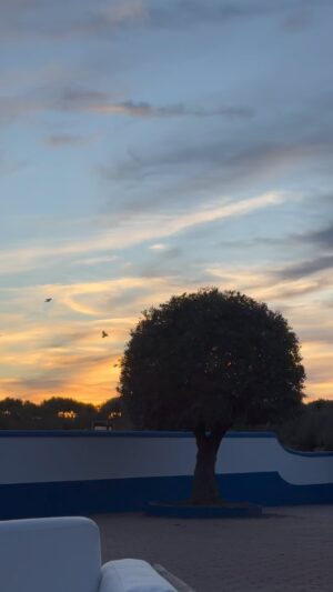 Manuel Luís Goucha Instagram - Não me canso de ver o regresso da passarada a cada pôr do sol. São às centenas numa única  oliveira agora imagine os milhares que aqui se acoitam. Não tarda acaba o chilreio para só recomeçar ao romper da aurora.