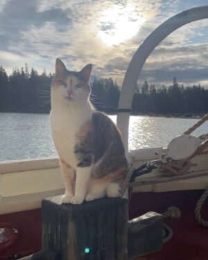 Marc Evan Jackson Instagram - Fiji at sunrise. 
Fiji has circumnavigated the globe, and has logged more than 50,000 nautical miles under sail. 
You can meet her aboard her new home, @sailgracebailey. 
I am also aboard.