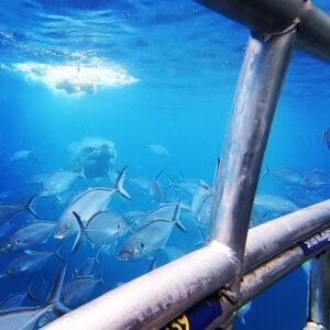 Marco Ilsø Instagram - Shark diving with @kenilso and @nagels 🦈