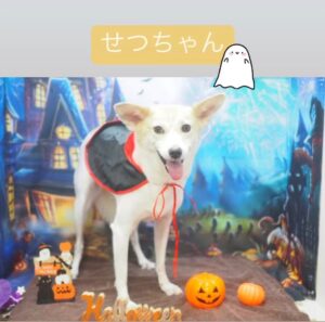 Mari Nishio Instagram - あたち昨日、おシャンプーに行ったのよ。そしたらハロウィン🎃でパシャリでしたの。こんなに暑いから、え？って思ったけど、もう９月なのよね。あと、先月から、あたちの体重は、10キロになったのよ。なんとなく緊張も抜けて外で徘徊してた頃と、ここへきて過ごしてる時間が同じくらいになってきて、、、、。どうやら、その頃から、ぷくぷく幸せ太りになっていくと聞いたことがあるのよ。
標準体重なのでキープだわね。うちのおっかさんはオーバーしてるのよ🤫
#せつ子
#せっちゃん
#元保護犬
#あの女