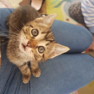 Maria Dias Instagram - Digam olá ao Mochi! 
O meu filho adora gatos e sempre quis ter um gatinho. No seu aniversário de 9 anos ofereci-lhe um voucher (home made) que dizia que podia ter um gatinho desde que aparecesse um que precisasse de ser adoptado. Apareceu rapidamente este sacanita amoroso na sequência de um apelo para adoção de uma ninhada nascida na rua.
E a nossa casa animou-se muito desde então. Os gatos ensinam-nos muitas coisas. Ele diverte-se com todas as pequenas coisas: uma sombra na parede, um cotão a voar pelo chão, os nossos dedos do pés. Tudo é divertido e leve para ele. Quando quer comer chama-nos. Dorme indecentemente o dia todo. Escala-nos quando ter ter mimos e tem acessos de amor intensos, com turras contra a nossa cara. Enrola-se nas nossas pernas. Faz sprints pelo corredor. Brinca com os cães como se fosse do tamanho deles, numa coreografia de ninja estratega de quem tem em si mais confiança e inteligência do que tamanho. Andamos orgulhosamente arranhados e mordidos destes acessos de amor.
Passaram 3 meses desde chegou e já nem nos lembramos de como era a casa sem ele. 
Pronto, está devidamente apresentado aqui, depois de nos ter arrebatado os corações ♥️ adopte sempre!