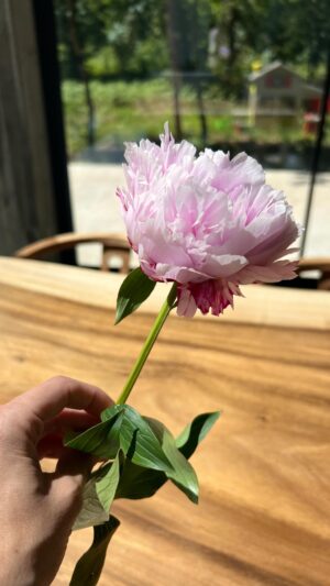 María Mera Instagram - Grandes praceres …. CASA ….
.
.
#mariamera #home #galicia #peonies #flowersathome #instagood