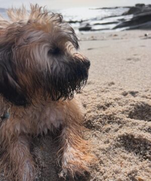 María Mera Instagram - 🐶 🌊 ☁️ …. 
Alguén por aquí esperando uns días seguidos de sol ?? 
.
.
#mariamera  #galicia #timetorelax