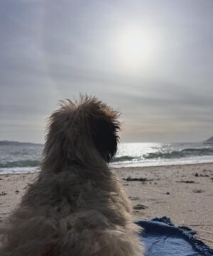María Mera Instagram - 🐶 🌊 ☁️ …. 
Alguén por aquí esperando uns días seguidos de sol ?? 
.
.
#mariamera  #galicia #timetorelax