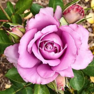 Marián Aguilera Instagram - - Lo que llamamos rosa, con cualquier otro nombre olería igual de dulce. (Julieta)
-A rose, by any other name would smell as sweet (Juliet)