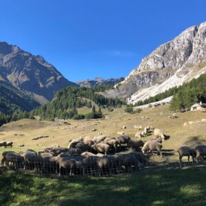 Marie Gillain Instagram - Train Paris: 9:41-
Arrivée dans un coin de paradis:15:20
Ça tourne bientôt avec Éric Besnard!
‘Un grand ami’ avec #gegorygadebois et #lambertwilson 
#🐑🐑🐑 #🍀🍀🍀