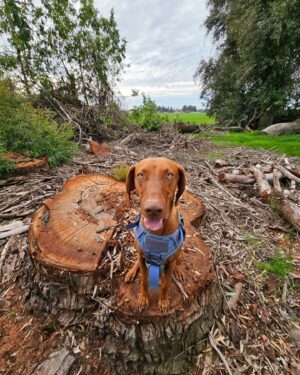 Marion Reneau Instagram - Gotta love our little runs! And before you ask about Hershey,  she has been on the struggle bus lately.  She can't do as many miles or keep up.  So she does the long walks instead of the runs.  @darce_vader_vizulapup 
.
#Vizsla #VizslaLife #VizslaLove #VizulaofInstagram #ViszulaMom #DARCE #DarceVader #dogs_of_instagram #dogoftheday #MarionReneau #TeamReneau #Belizean