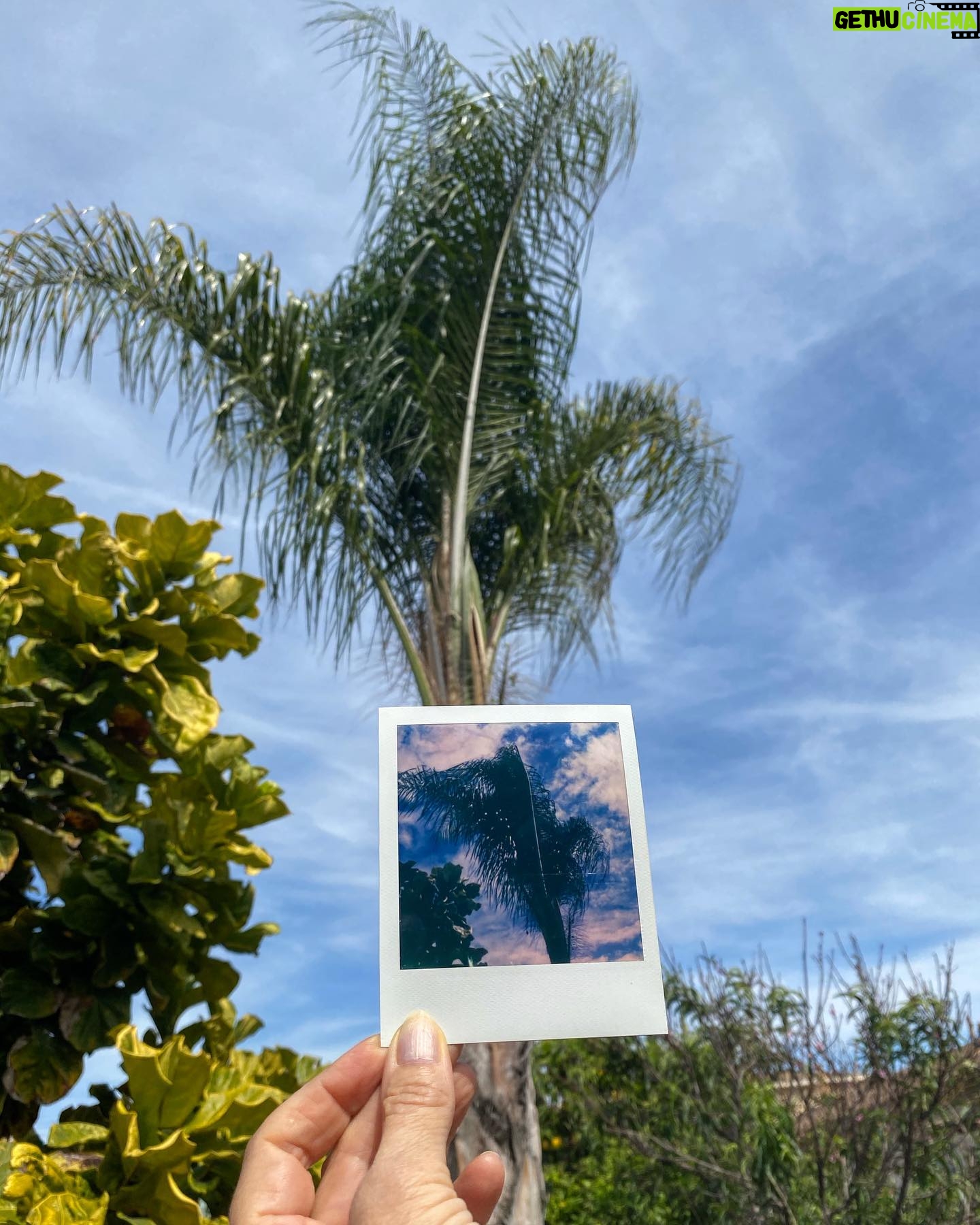 Maripol - 643 Likes - Plants and fruits of Life for you. @polaroid SX 70 color @polaroid #polaroid @swoonhq #CreateArtForEarth #womenphotographers 🌴💋