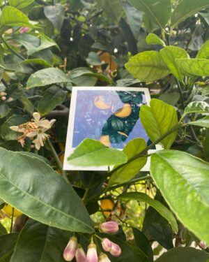 Maripol Instagram - Plants and fruits of Life for you.  @polaroid  SX 70 color @polaroid  #polaroid @swoonhq #CreateArtForEarth #womenphotographers 🌴💋